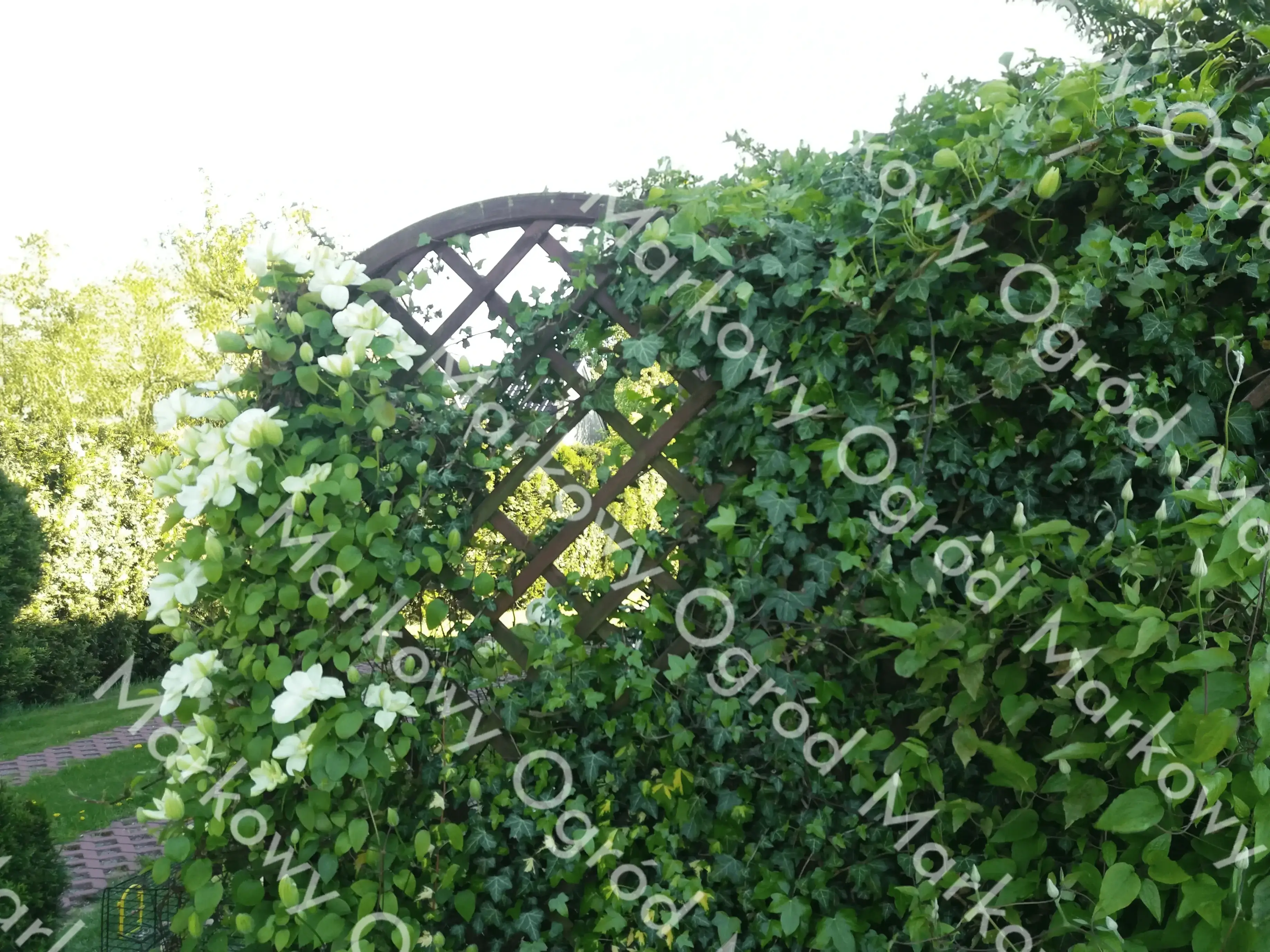 Powojnik pnący o białych kwiatach oplatający drewnianą pergolę