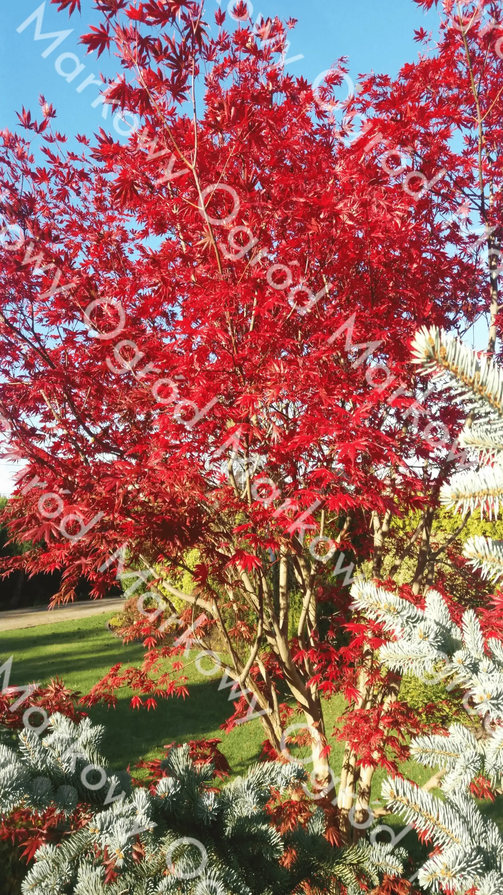 Zielone tarasy z bujną roślinnością