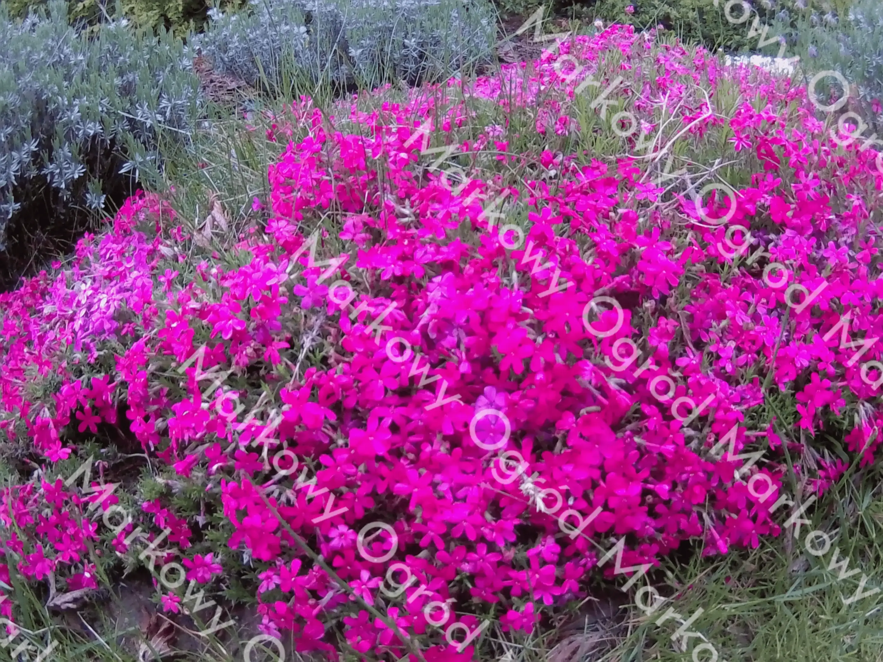 Zadbany trawnik z rabatami pełnymi kolorowych kwiatów