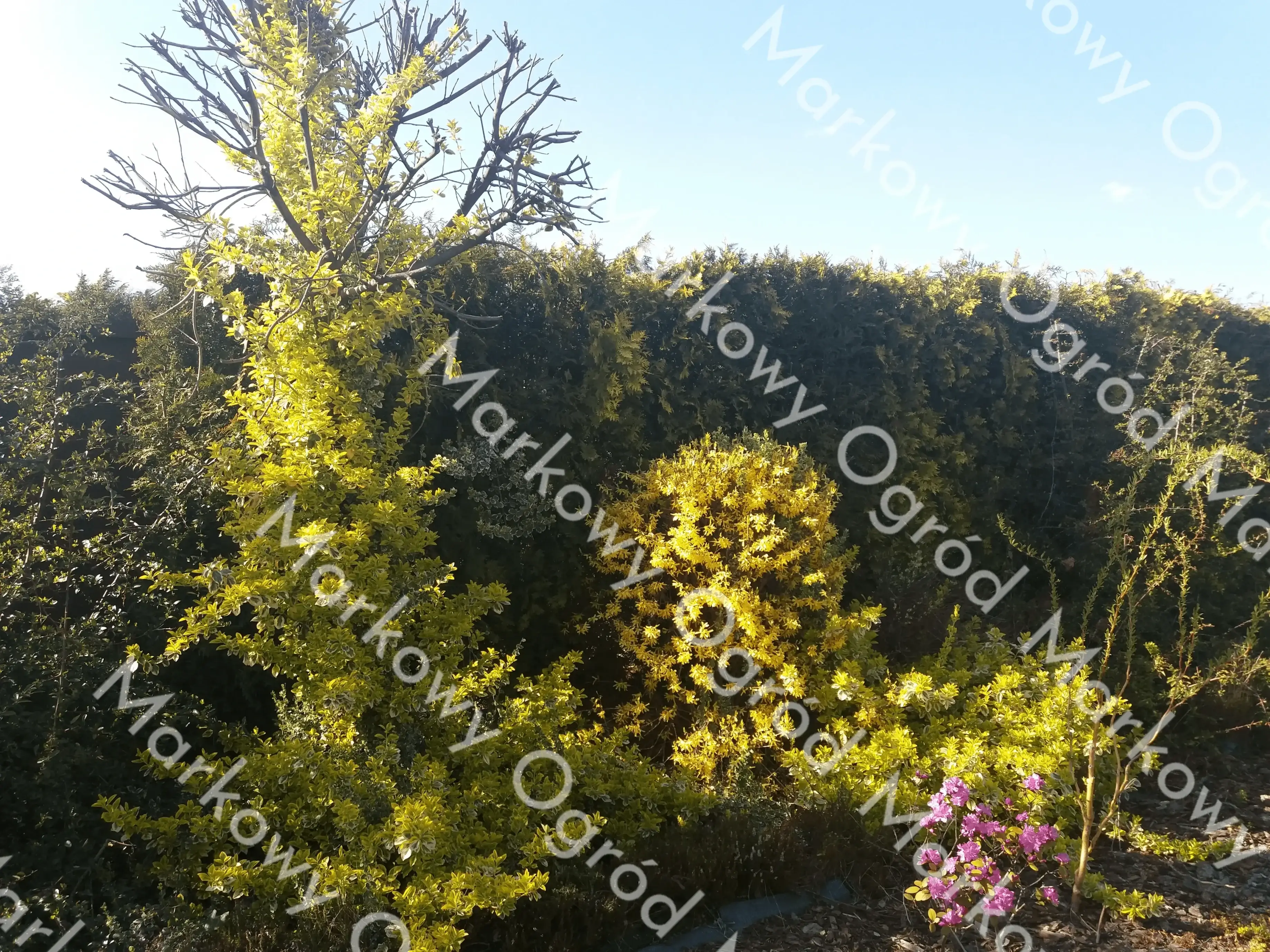 Nowoczesne tarasy ogrodowe z bujną roślinnością