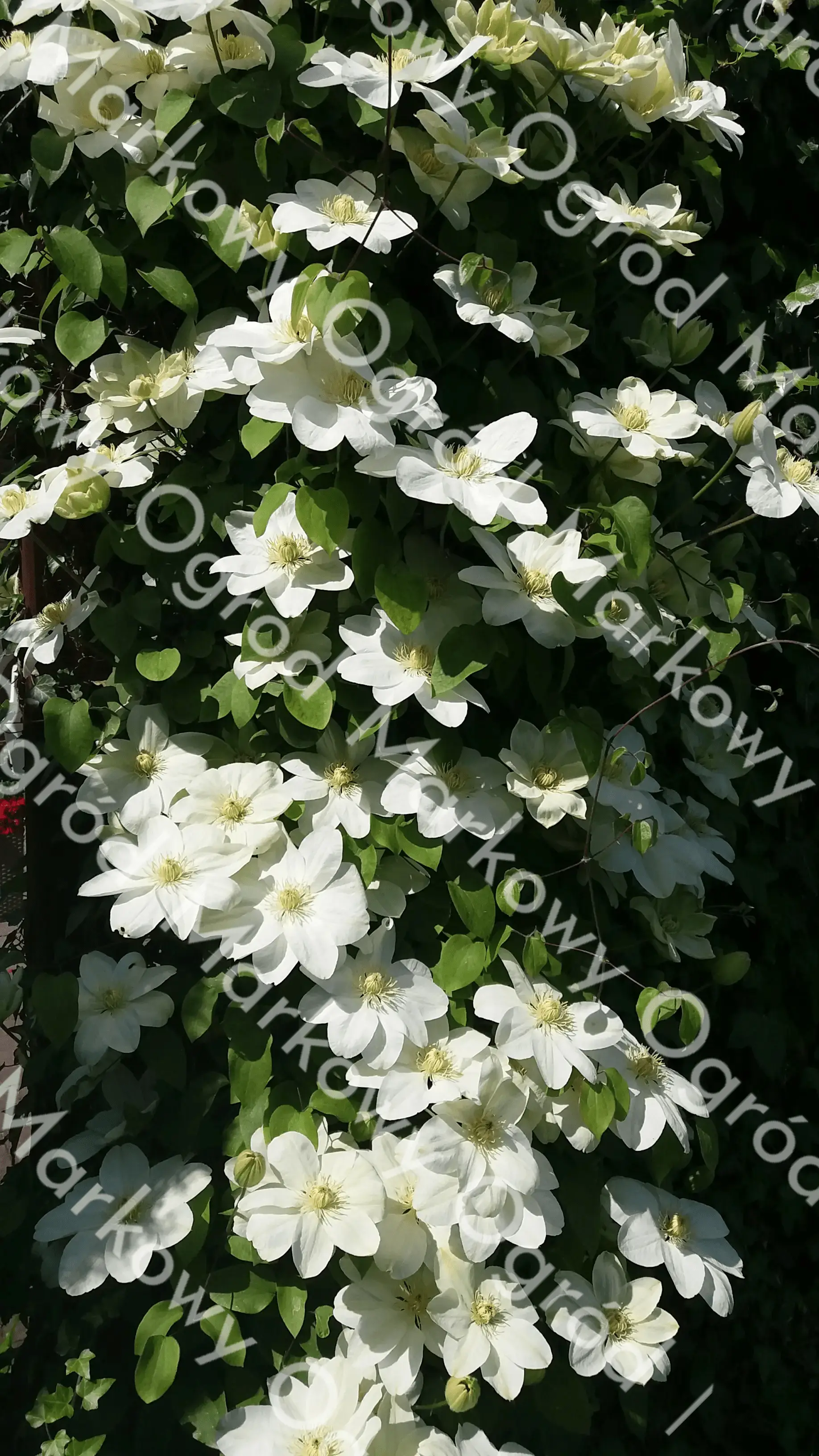 Altana w ogrodzie, osłonięta przez pnące rośliny