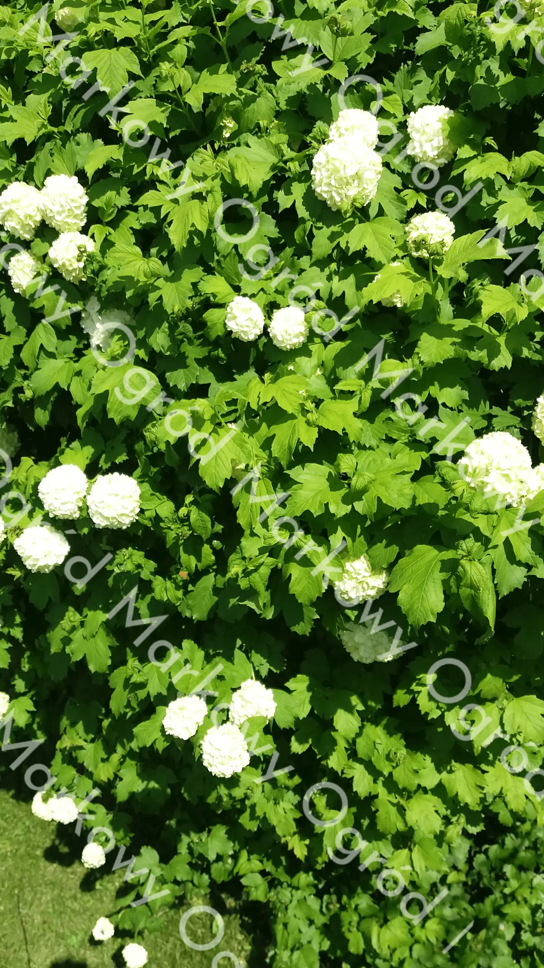 Zbliżenie na rozkwitające kwiaty hortensji w ogrodzie