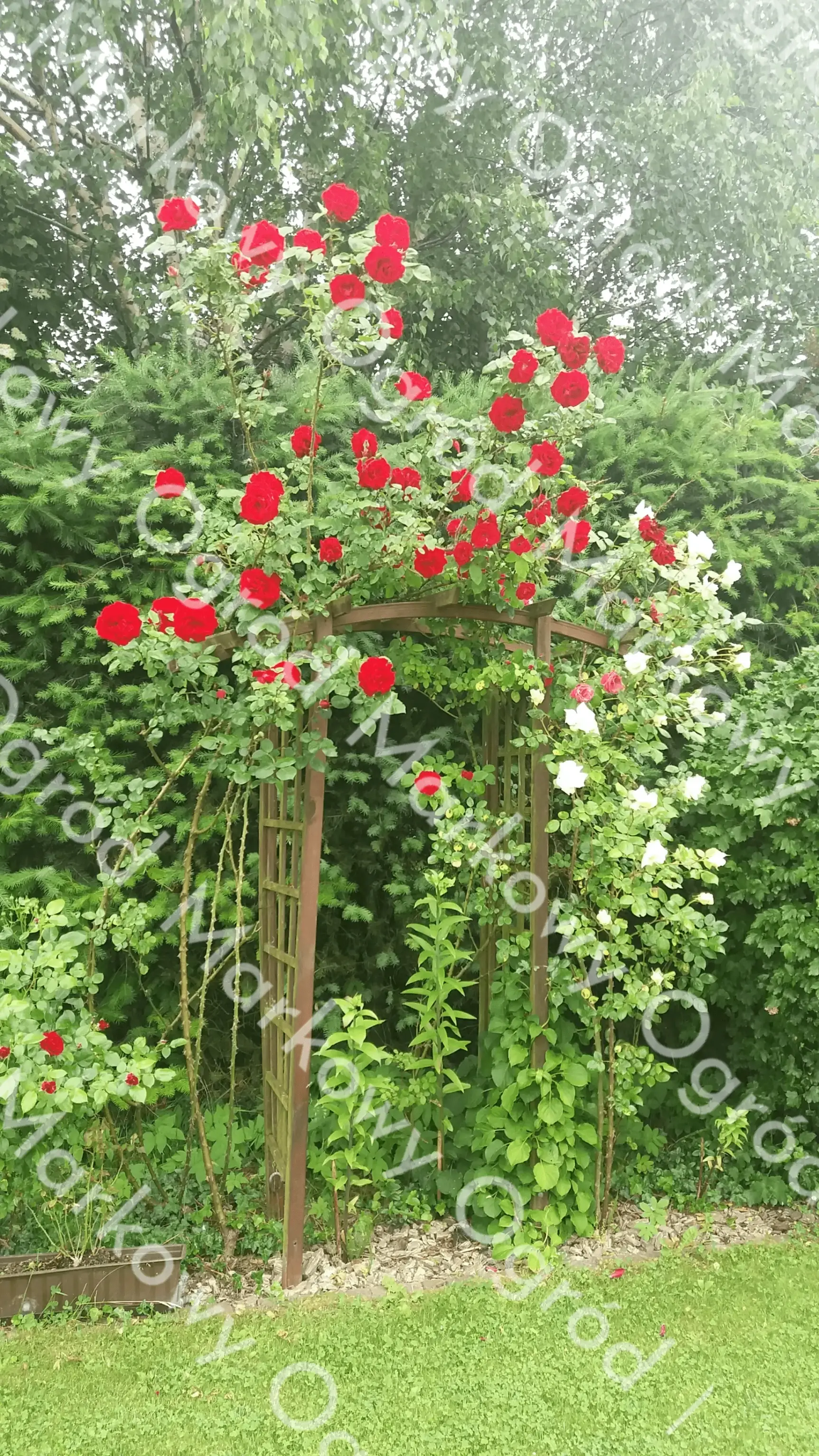 Romantyczny ogród z altaną i pnącymi różami