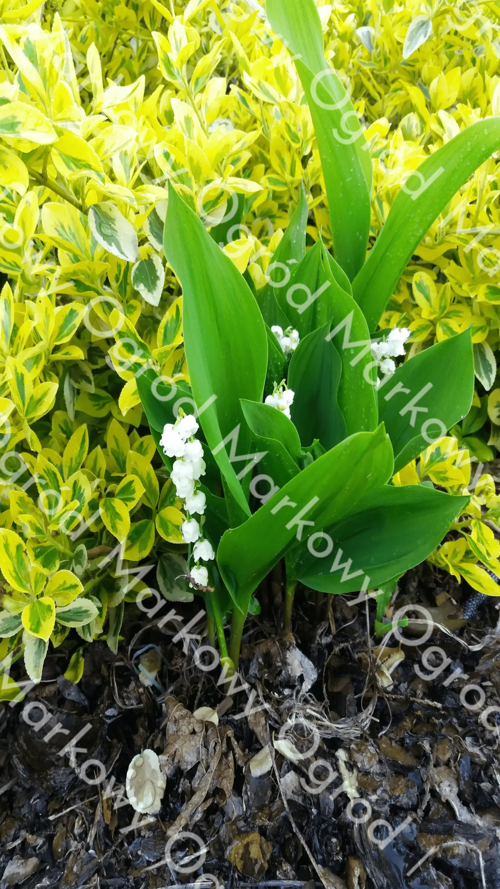 Konwalia majowa z delikatnymi białymi dzwoneczkami w ogródkowym zaciszu